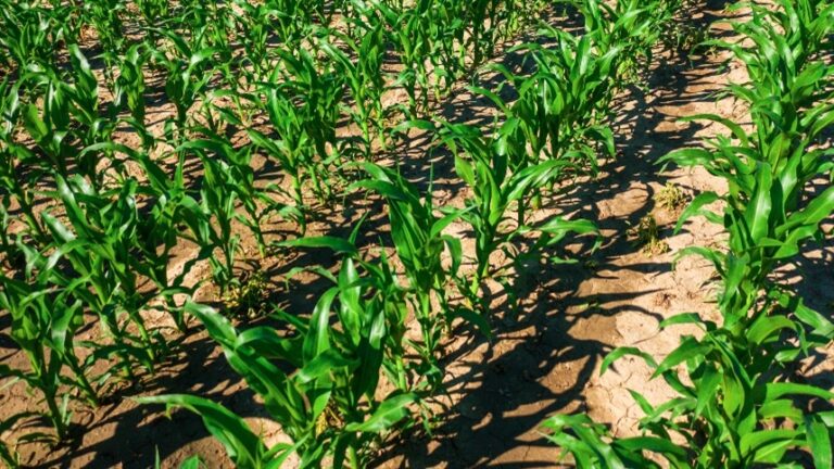 FMC e Corteva firmam parceria para herbicida revolucionário em milho e soja