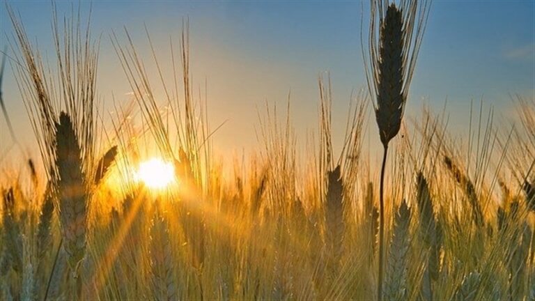 Trigo perde 30% de área, mas segue principal cereal do RS