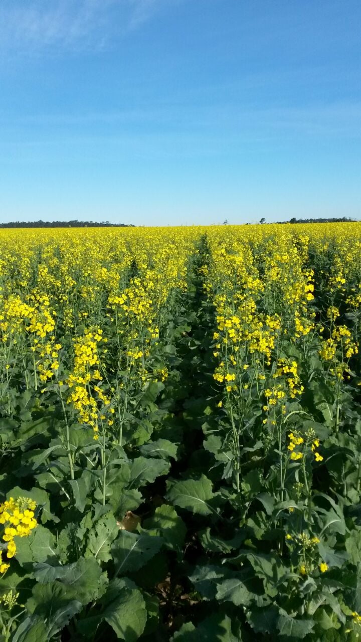 Canola dobra área de cultivo no Rio Grande do Sul