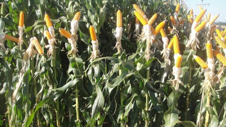 Mercado de milho tende à estabilização no curto prazo