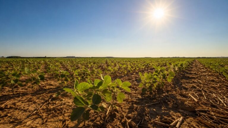 Fenômeno climático intenso ameaça safra de soja no Cerrado e milho safrinha em 2026-27