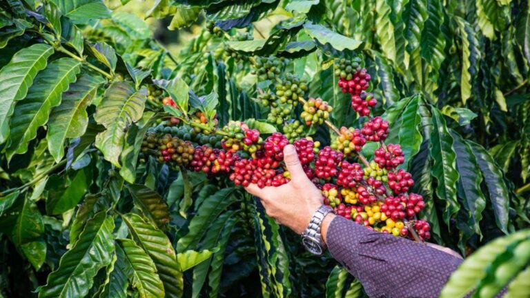 Ufes apresenta três novas variedades de café com resistência ao frio