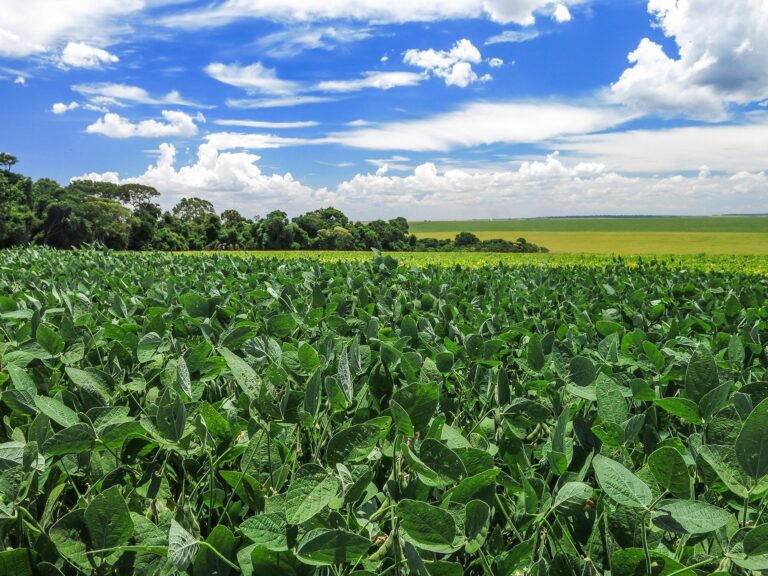 Colheita de soja na Argentina atinge 98% em meio a desafios climáticos