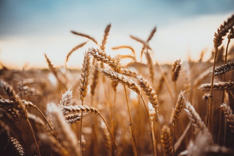 El Niño ameaça qualidade do trigo e produção pode cair 20%