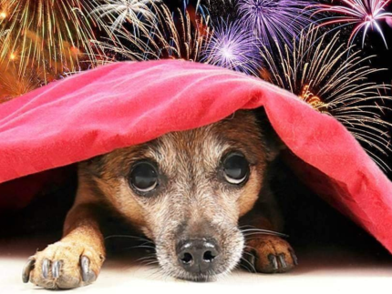 Torcida consciente: celebrar o Brasil sem prejudicar animais