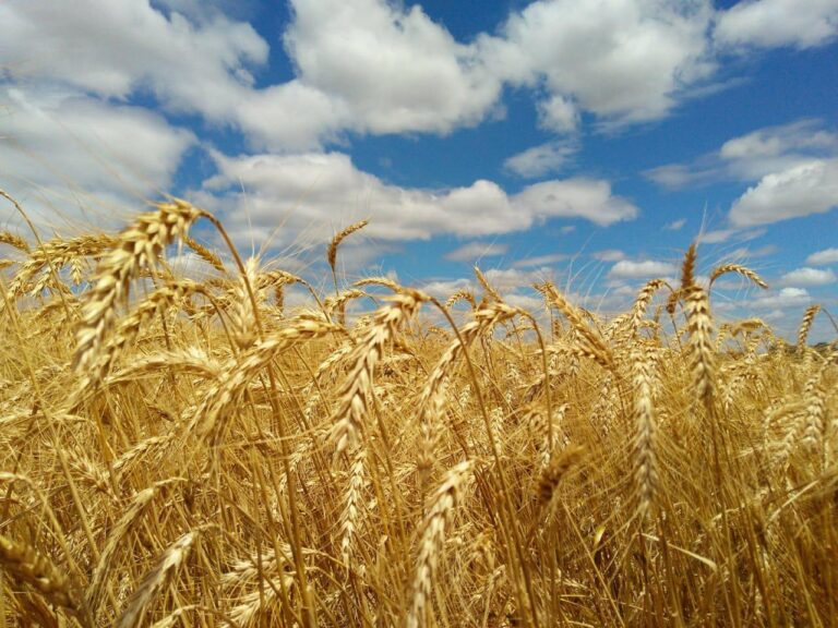 Condições climáticas aceleram desenvolvimento de trigo e milho