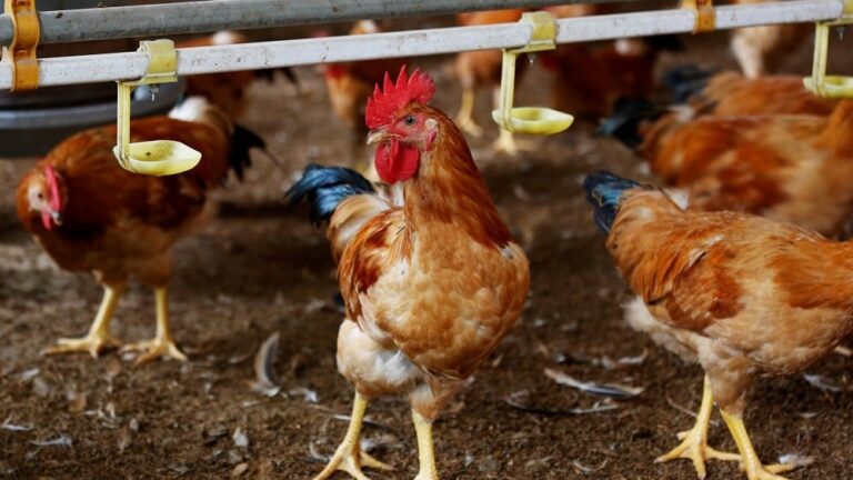Poder de compra do avicultor em SP sobe com frango em alta