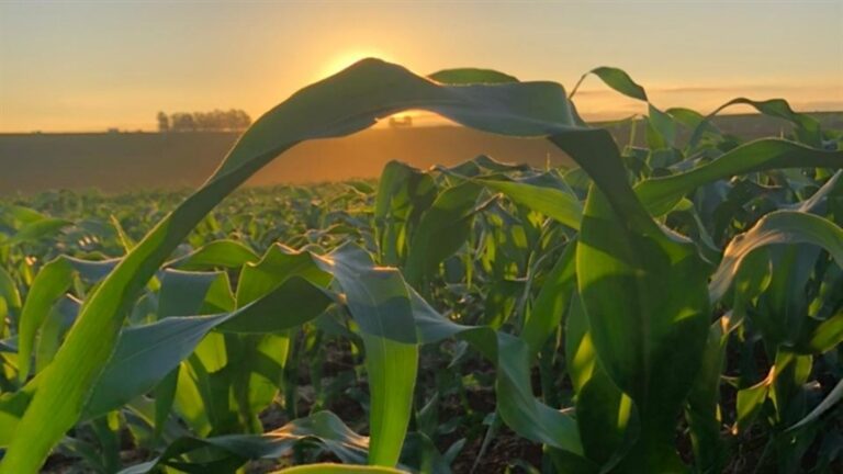 Diplodia reduz rendimento do milho sem sinais imediatos