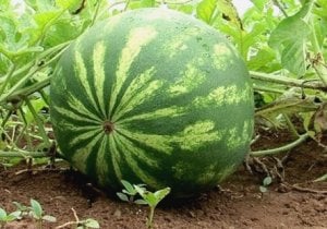 Virose em melancia recua oferta e resgata preços em Goiás