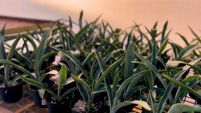 Agave emerge como alternativa energética com potencial para o Brasil