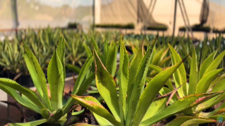 Agave emerge como alternativa energética para o semiárido brasileiro