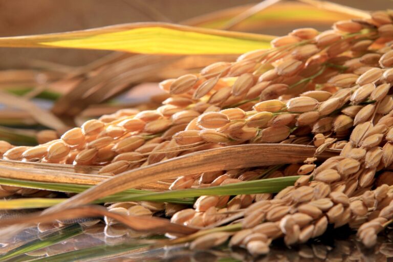 Preços do arroz recuam após dois meses de alta