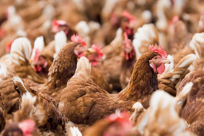 Avicultura de Goiás alcança melhor resultado da série histórica