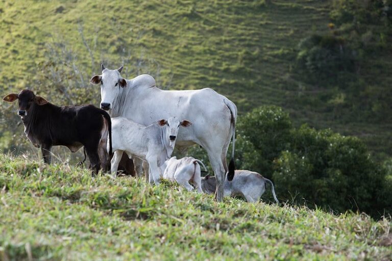 Pecuaristas têm até 30 de junho para vacinação contra brucelose