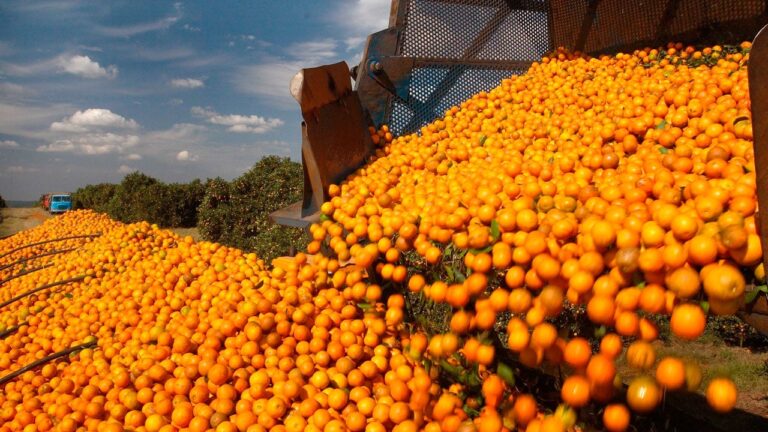 Negociações de laranja avançam, mas clima limita colheita