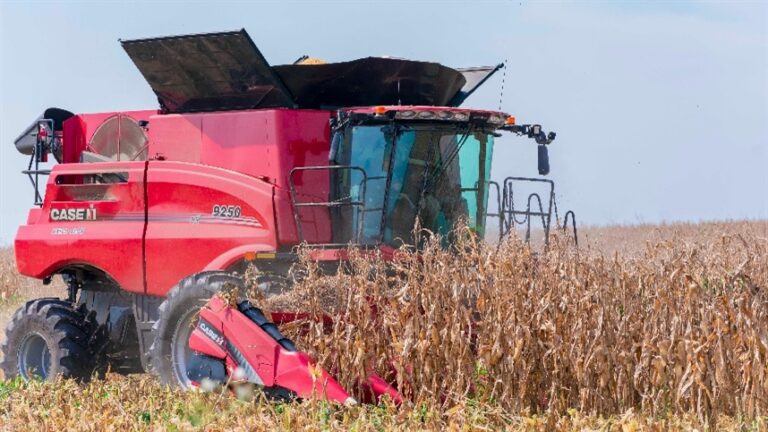 Milho brasileiro bate recorde de 369 sacas por hectare