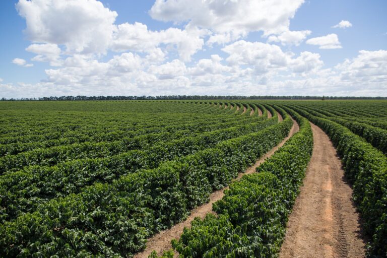 Frente fria ameaça culturas de trigo e café no Sudeste