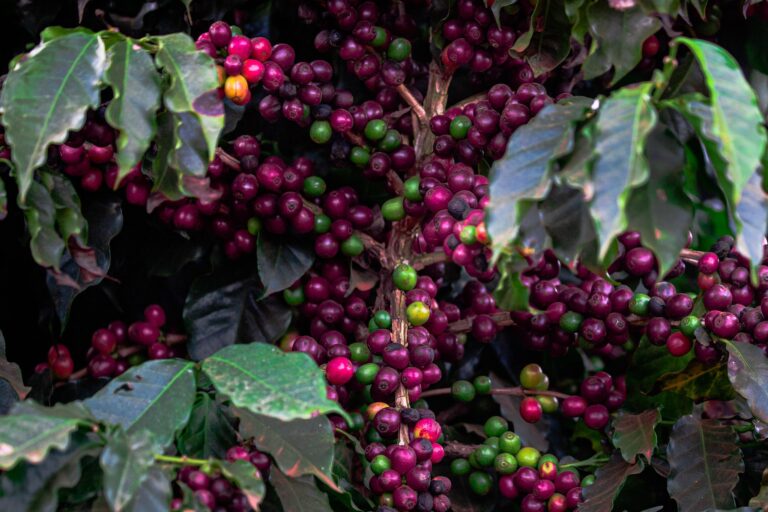 Café recua em Nova York mas suportes climáticos sustentam mercado