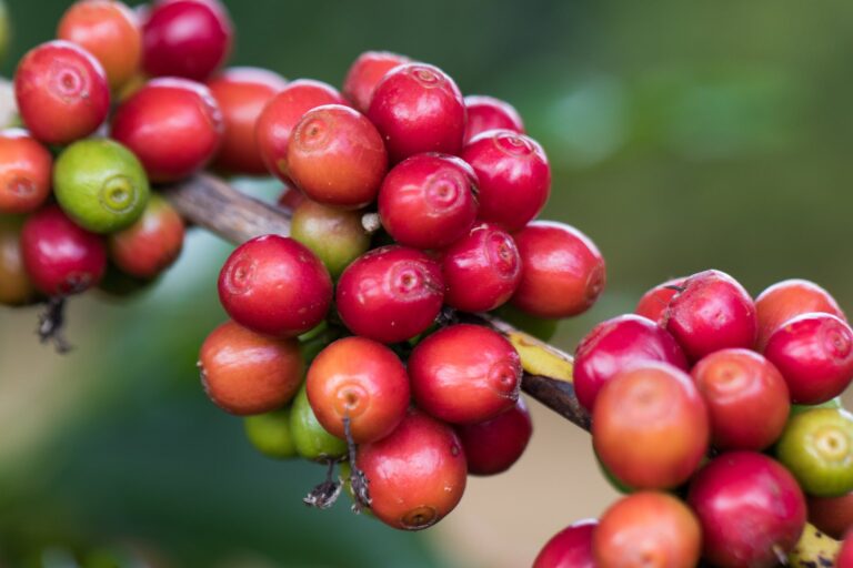 Mercado de café retoma fôlego com atenção ao clima