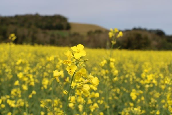 Semeadura da canola está em conclusão no Rio Grande do Sul