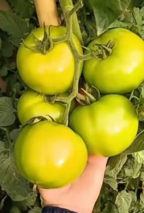 Mosca branca ameaça produção de tomate com perdas de até 100%