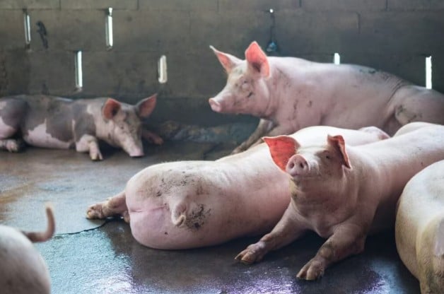 Frimesa adota cobre e solta em novos projetos para matrizes suínas