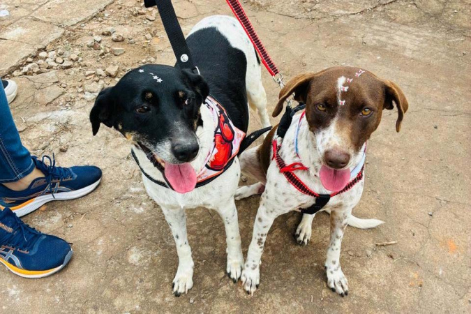 CastraPet Paraná atinge 150 mil animais esterilizados