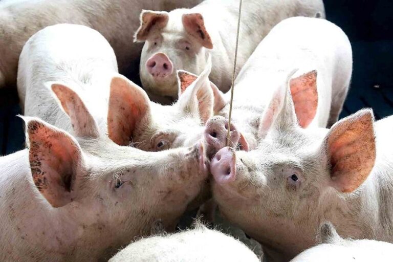 Plataforma da Embrapa incorpora monitoramento de Influenza A