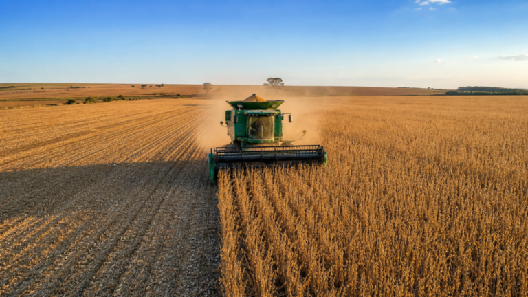 Colheita de milho em Mato Grosso alcança 20,86% da área