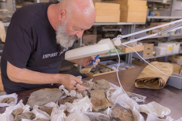Molusco pré-histórico é identificado em fósseis do Paraná mais antigos que dinossauros