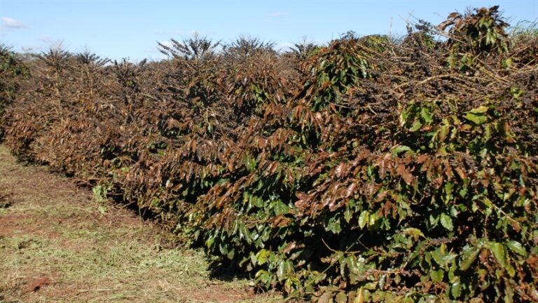 Colheita de café ganha ritmo com estabilidade climática