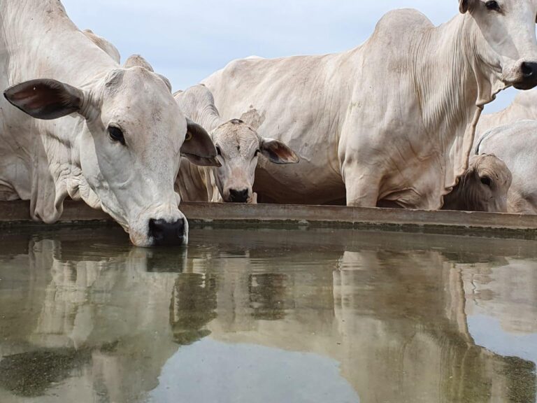 Planejamento da seca começa um ano antes para pecuária