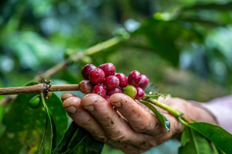 Café robusta cai em Londres com mercado reduzido pelo feriado dos EUA