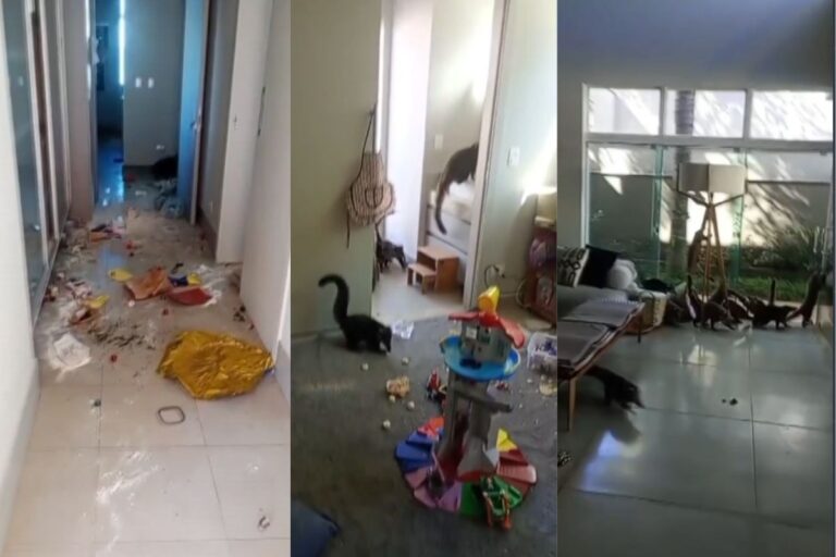 Quatis invadem residência no Paraná e causam destruição generalizada