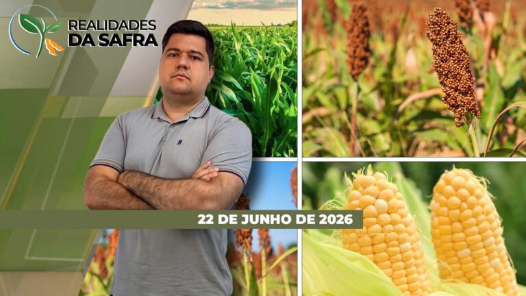 Milho recua em Mato Grosso enquanto soja avança em Roraima