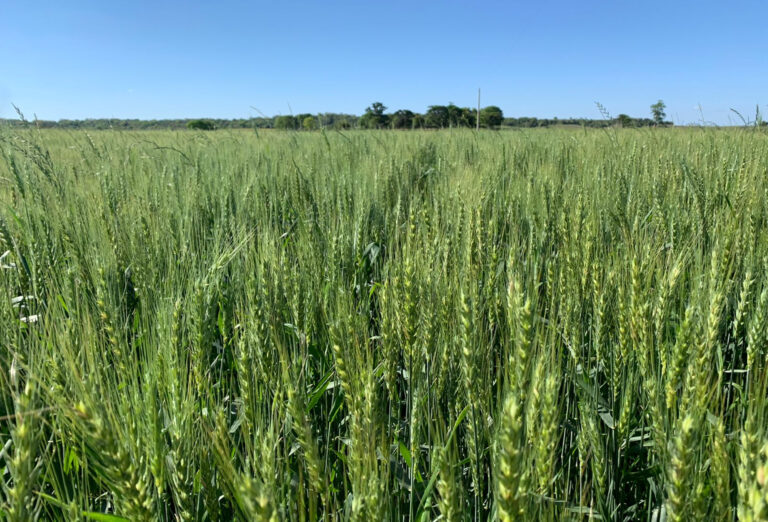 Plantio de trigo no Paraná está quase finalizado