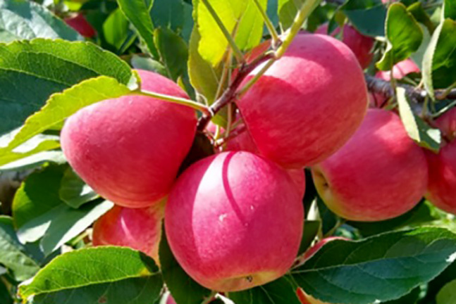 Paraná desenvolve 4 cultivares para fortalecer fruticultura estadual