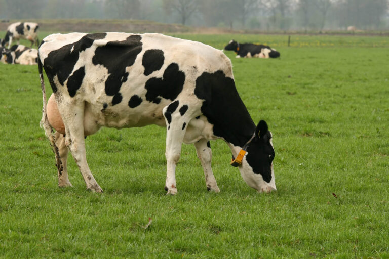 Doenças respiratórias impactam produção de leite no inverno