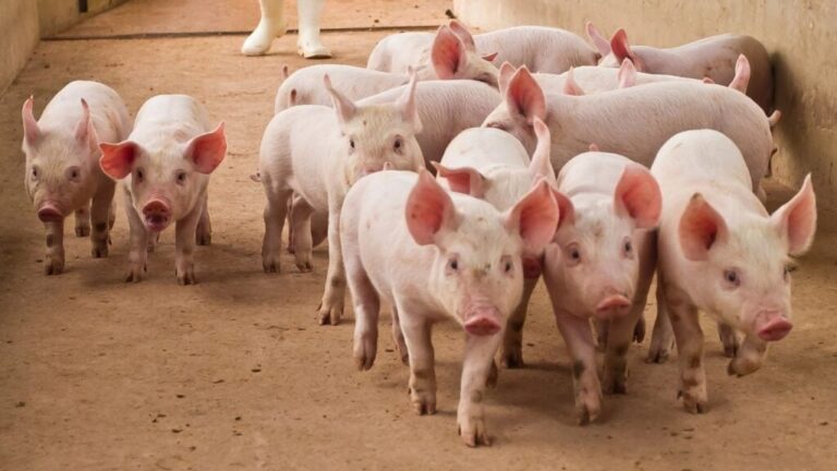 Carne suína perde competitividade ante concorrentes