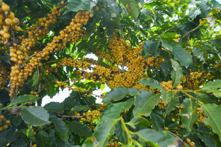 Colheita de café no Cerrado Mineiro atinge 18% com chuvas recentes