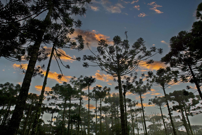 Paraná distribui 668 mil mudas de araucária em sete anos