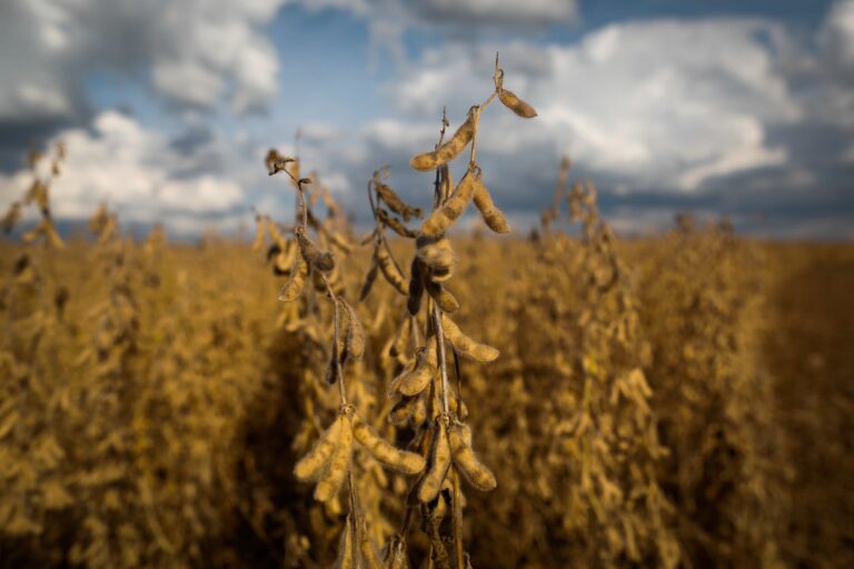 Soja 2026/27: AgRural projeta crescimento mais contido
