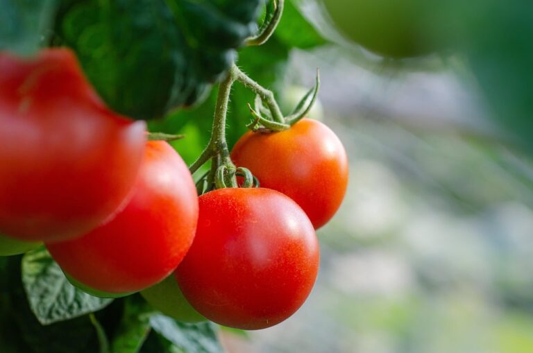 Concurso Melhor Tomate do Brasil 2027 abre inscrições em janeiro