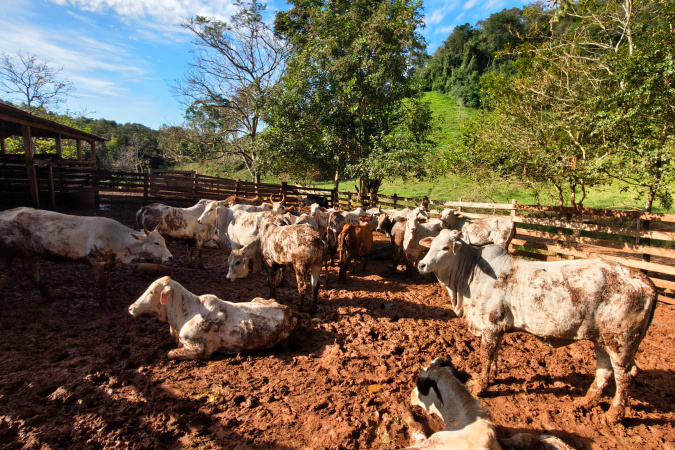 Paraná chega a 67% na atualização de rebanhos antes do prazo final