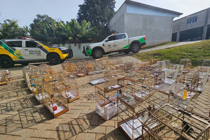 PMPR e IAT apreendem 95 aves e cobram R$ 400 mil em multas