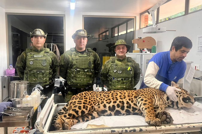 Polícia Militar resgata onça-pintada em área residencial de Foz do Iguaçu
