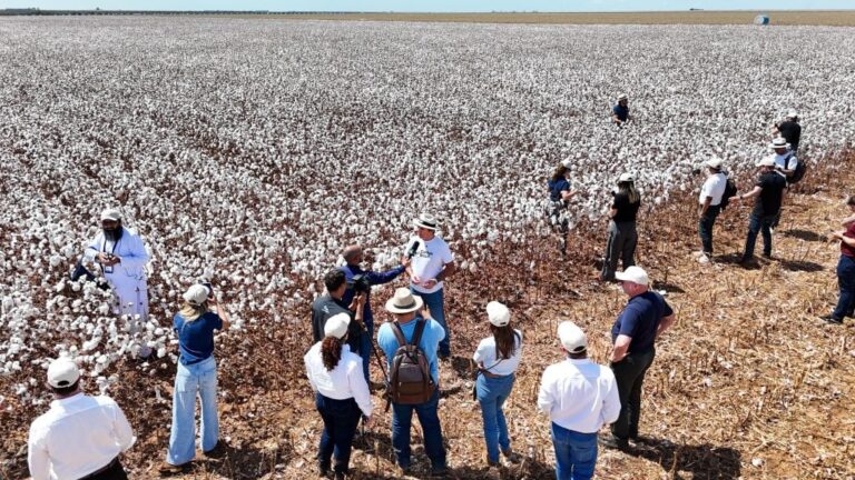 Cotton Brazil Dialogues reúne líderes globais da moda e têxtil