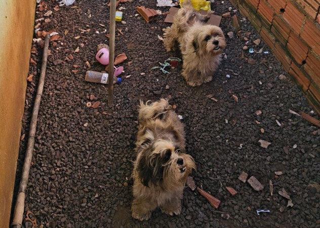 Polícia Civil prende mulher por maus-tratos a animais em Barra do Jacaré