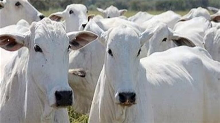 Lacunas no controle de antimicrobianos dividem Brasil e UE