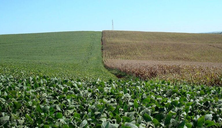 Chuvas intensas no Sul ameaçam safras do Brasil